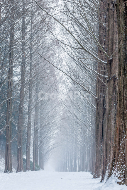 설경,메타세콰이어길,눈,겨울,메타세콰이어나무,담양,담양설경,겨울,계절,winter,season,자연,풍경,nature,landscape,한국자연풍경,한국자연경관,korea nature landscape,outdoors,옥외