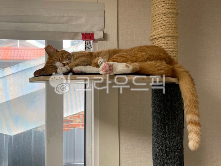 힐링,젤리,배경화면,고양이,애완동물,동물,코숏,치즈,cat,pet