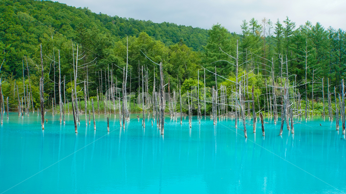 nature,자연,water,물,나무,tree,식물,plant,호수,유황,청의호수,아오이케,일본,배경,파란색