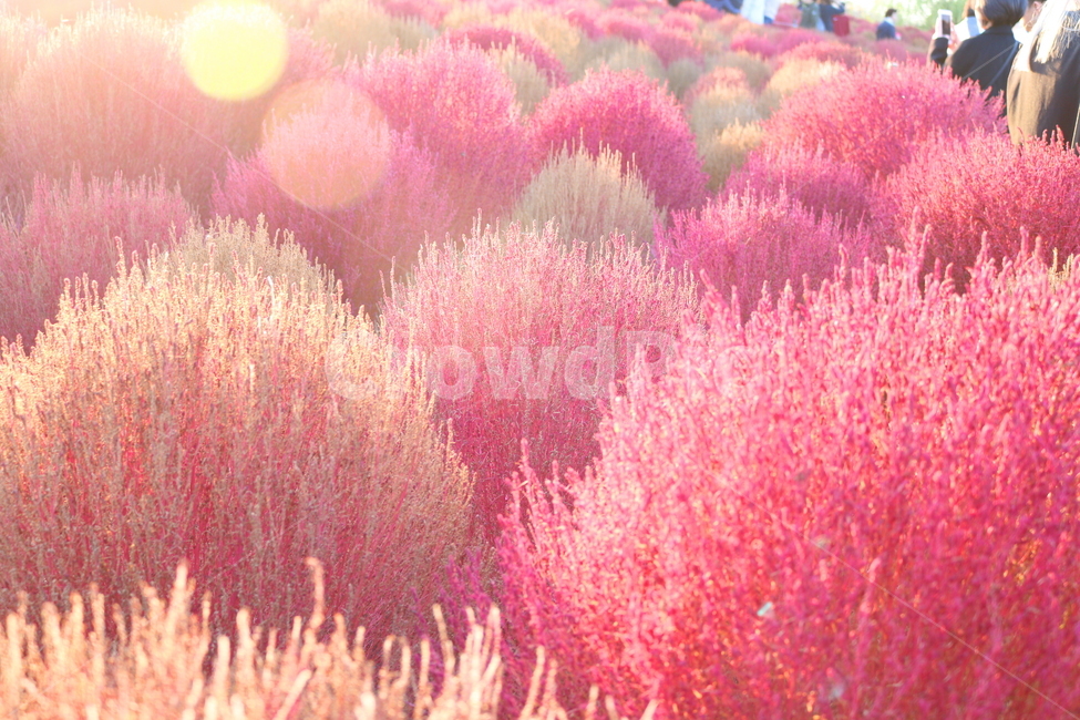 댑싸리,꽃댑싸리,식물,자연,대싸리,가을,가을,계절,fall,autumn,season