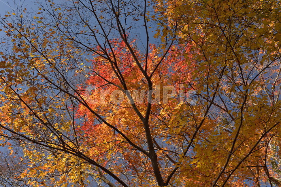 단풍,가을,하늘단풍,단풍나무,잎,maple,가을,계절,fall,autumn,season