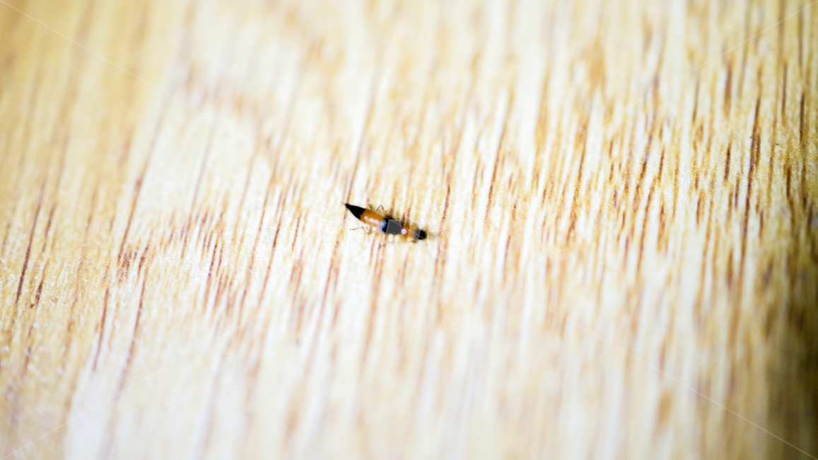 화상벌레,벌레,곤충,화상,위럼벌레,곤충,벌레,insect,bug