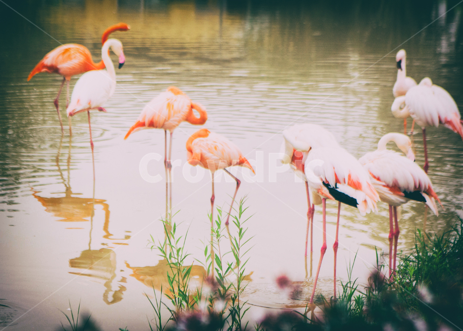 동물,animal,bird,새,플라밍고,자연,nature,연못,pond,동물원,zoo,동물,animal,조류,새,birds,감성,sensible,feeling