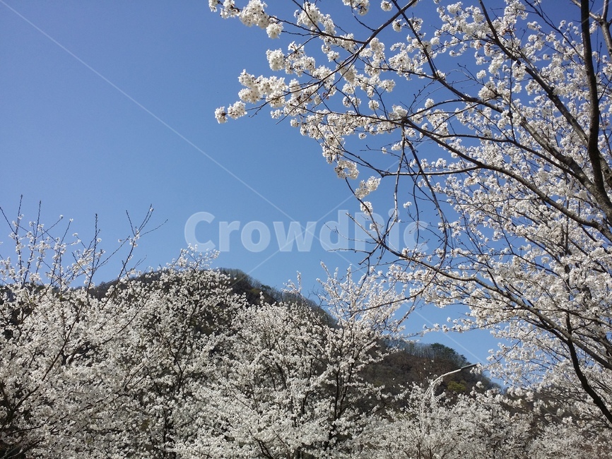 벚꽃,꽃,식물,하늘,자연,풍경,bluesky,cherryblossom,flower,봄,봄,계절,spring,season,plant,blossom,cherry blossom