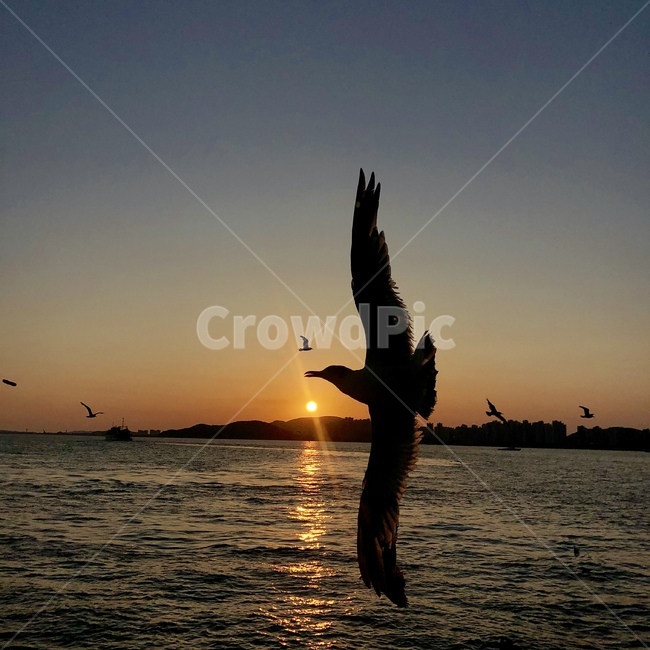 노을,석양,하늘,바다,일몰,분위기,무드,밤,일출,새,갈매기,bird,sea,ocean,sunset,sunsetglow,mood,sky,동물,animal,조류,새,birds,실루엣,그림자,silhouette,shadow