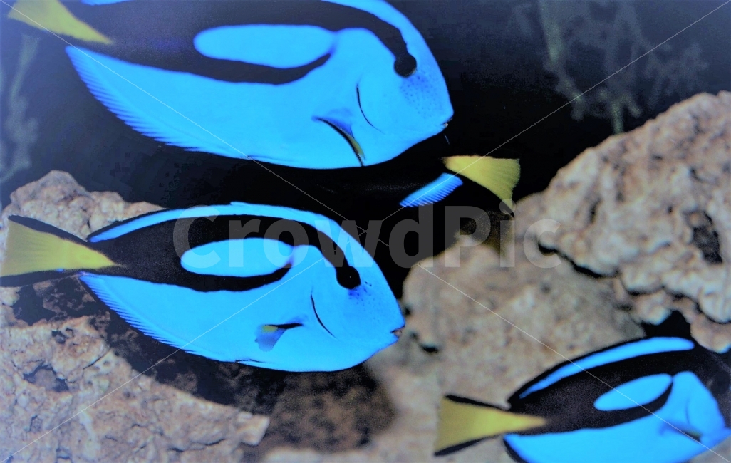 아쿠아리움,한국,물고기,fish,aquarium,korean,colorful,칼라풀,이쁜색,특이한물고기,신비함,동물,animal,어류,물고기,fish