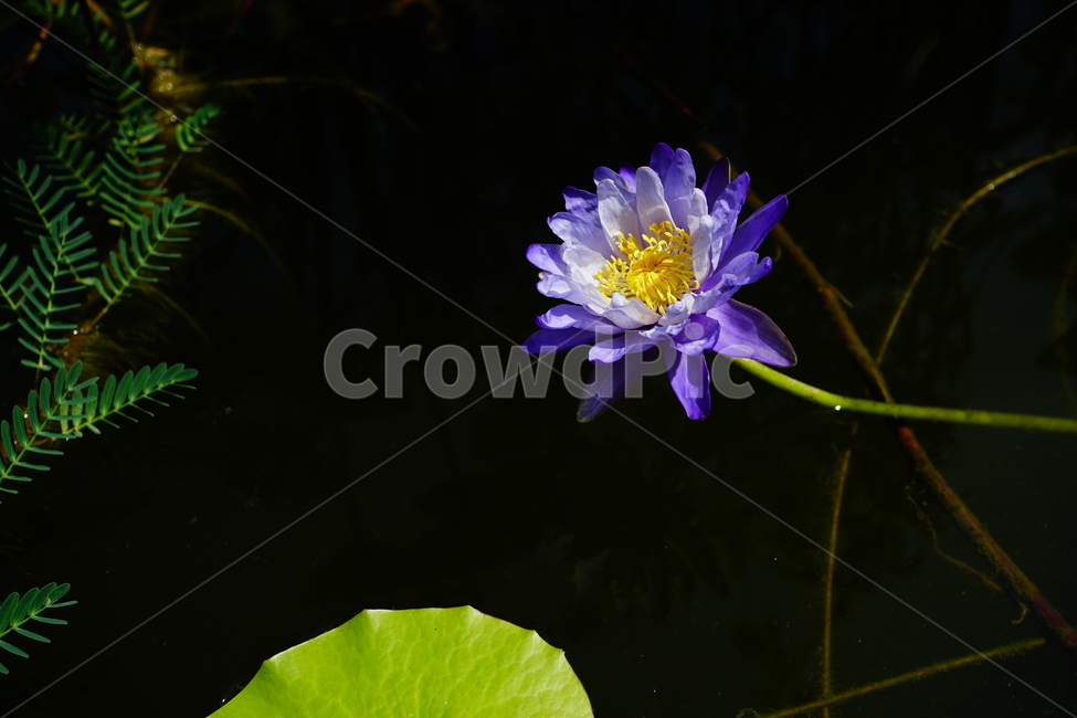 수련,연꽃,연못,식물,수생식물,자연,여름,8월,summer,august,nature,풍경,landscape,플라워,flower,plants,aquaticplant,lotus,pond,waterlily,수련꽃,이파리,잎,수풀,수초,여름꽃,꽃사진,식물,자연,plants,nature,꽃,flower