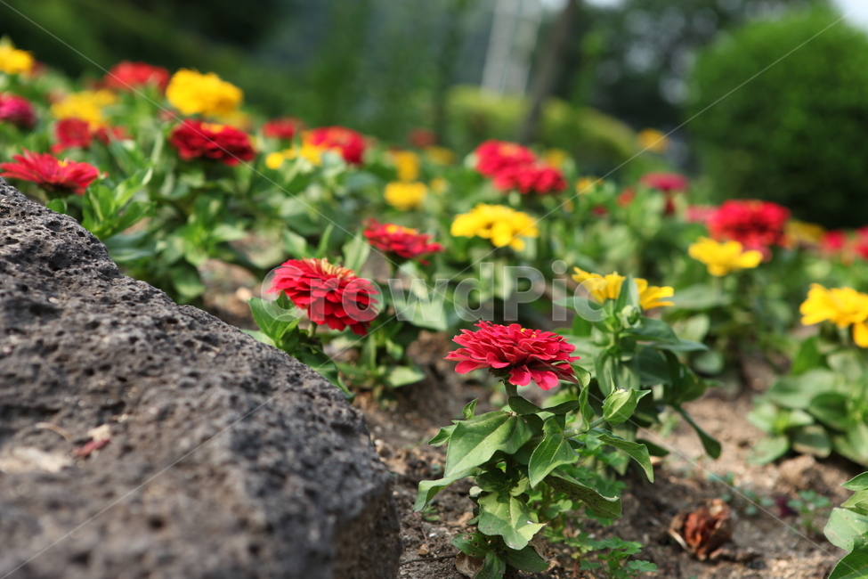 식물,꽃,수목원,여름,flower,식물,자연,plants,nature,꽃,flower