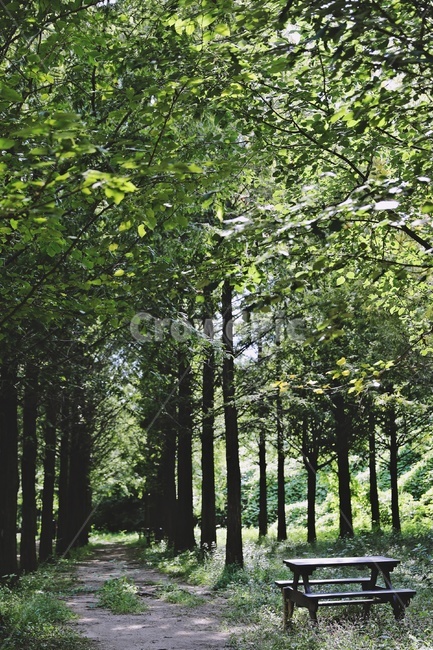 산책로,나무,메타세콰이어,자연,벤치,nature,trail,wood,tree,green,자연,풍경,nature,landscape,vegetation,초목,plant,식물,bench,outdoors,옥외,forest,숲,land,땅,woodland,삼림지,grove,작은 숲
