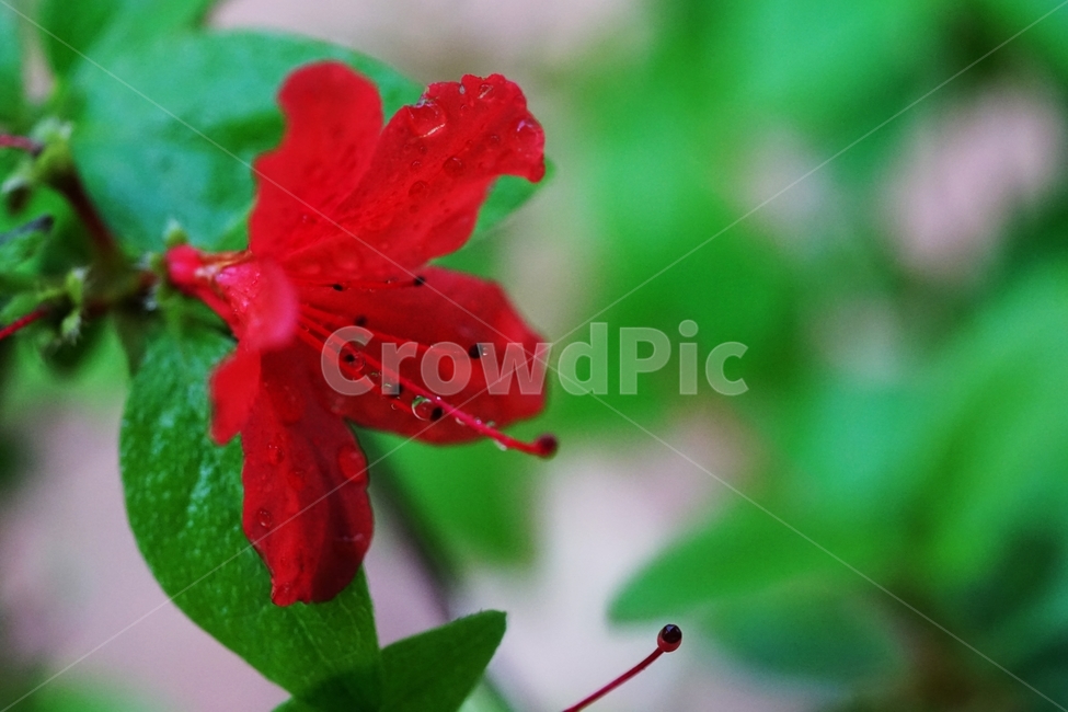 비,연분홍,철죽,봄꽃,빨강꽃,봄,계절,spring,season,식물,자연,plants,nature,꽃,flower,plant