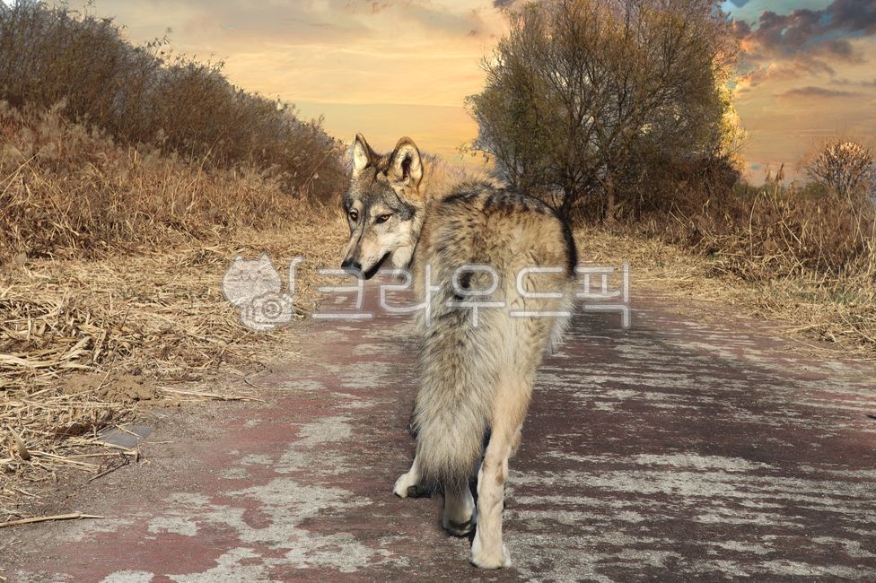 늑대,늑대개,울프독,대형견,반려동물,반려견,이색반려동물,이색애완동물,동물,animal,포유류,mammal,개,강아지,dog,doggy