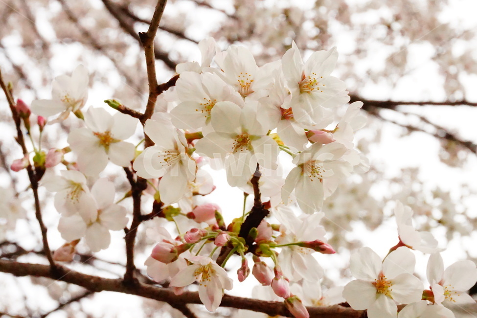 벚꽃,봄,나무,자연,사랑,봄,계절,spring,season,plant,식물,flower,꽃,blossom