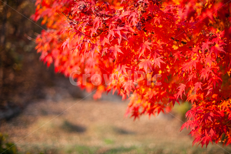 가을,단풍,단풍나무,단풍잎,나무,나뭇잎,가을,계절,fall,autumn,season,plant,식물,leaf,잎,tree,maple