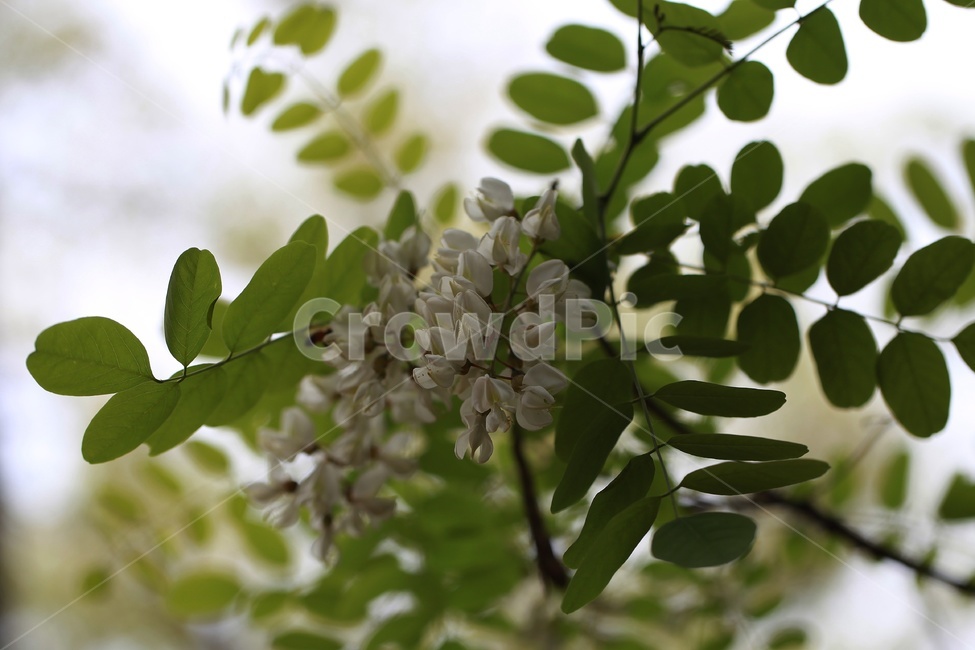 spring flowers,white flower,plant,tree,acacia flower