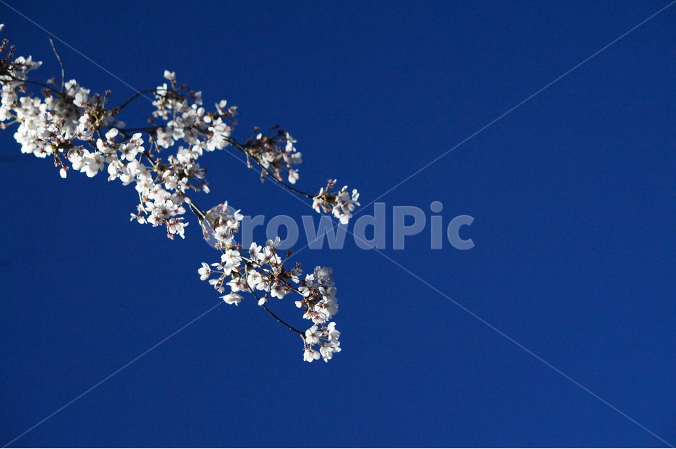 벚꽃,흰색,풍경,하늘,파랑,봄,봄,계절,spring,season,야경,밤,풍경,nightscape,night,landscape,식물,자연,plants,nature,꽃,flower,plant,blossom