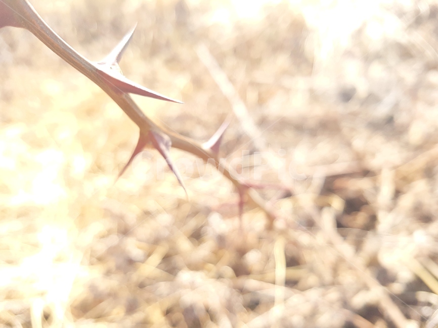 가시,가시덤불,고통,혼란,아픔,식물,자연,plants,nature