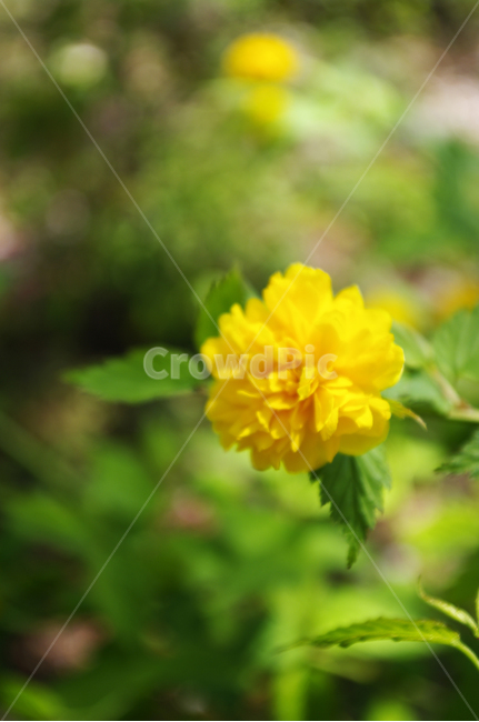 꽃,flower,계절,봄,spring,식물,자연,plants,nature,꽃,flower