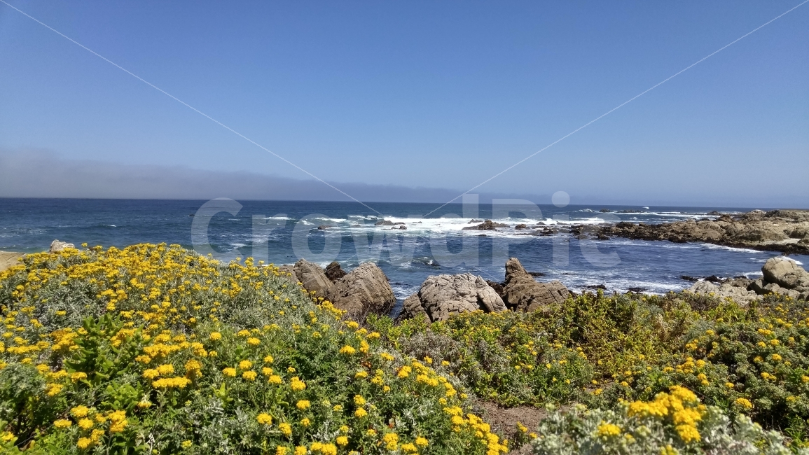 바다,파란하늘,들꽃,몬터레이,북가주,미국,켈리포니아,여행,ocean,bluesky,MontereyBay,notthernCalifornia,travel,자연,풍경,nature,landscape,해외,외국,세계,foreign,oversea,world,promontory,곶,plant,식물