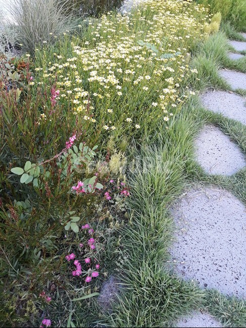 공원,산책,여유,국화,가을,식물,자연,plants,nature