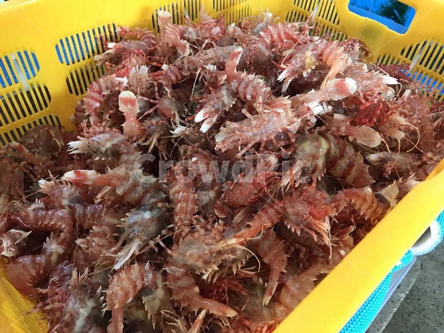 독도새우,닭새우,해물,해산물,음식,food,동해안,동해