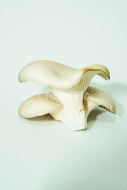 느타리,버섯,식물,식품,음식,식재료,plant,fungus,자연,nature,버섯,mushroom,음식,식재료,요리,food,cook,meal,dishes,food reserves
