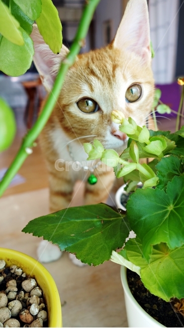 고양이,cat,pet,동물,화분,테이블,동물,animal,포유류,mammal,고양이,cat,kitten,kitty