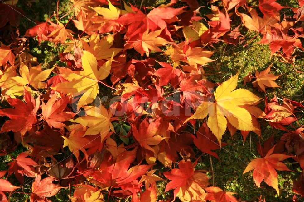 가을,풍경,단풍,식물,낙엽,가을,계절,fall,autumn,season,식물,자연,plants,nature,plant,leaf,잎,tree,나무,maple