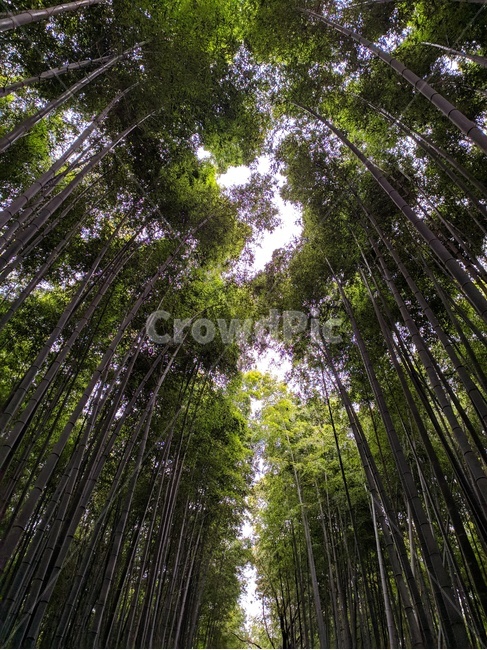 일본,교토,아라시야마,대나무숲,대나무,치쿠린
