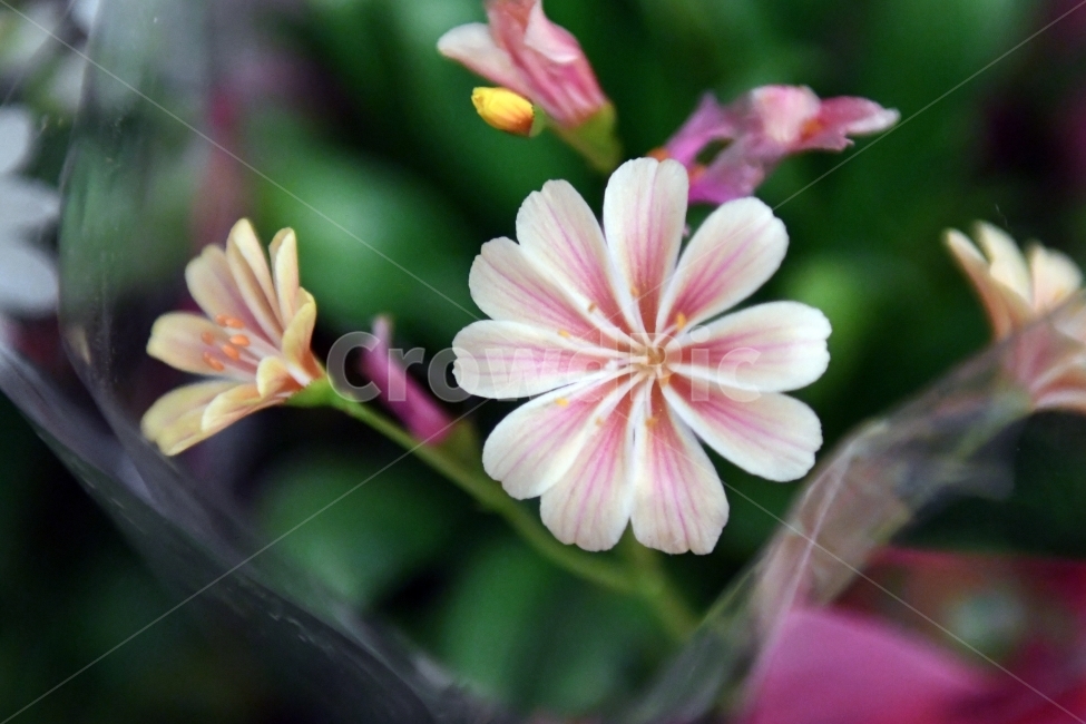 꽃,식물,생명,자연,생물,환경,녹색,잎,잎사귀,나뭇잎,물방울,이슬,plants,natrue,식물,자연,plants,nature,꽃,flower