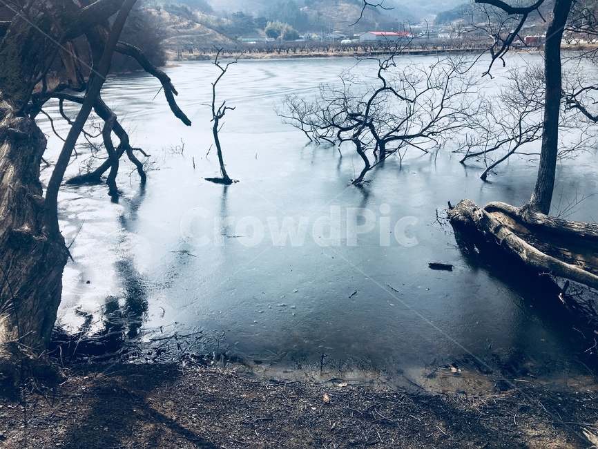 겨울,강,호수,차가움,나무,자연,풍경,nature,landscape