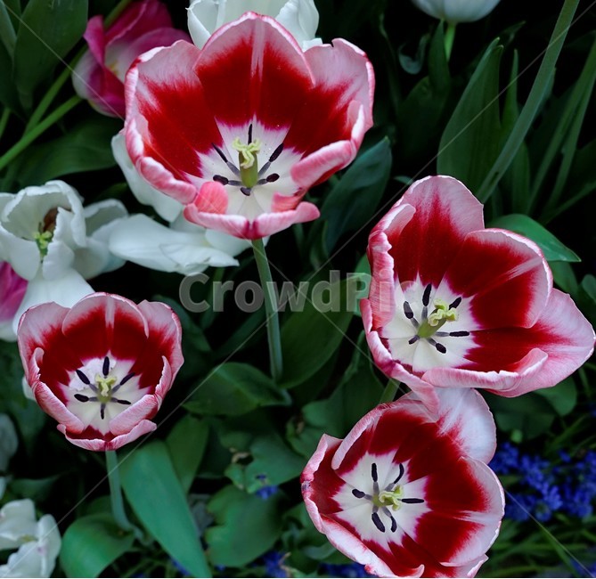 튤립,봄,bloom,꽃,식물,자연,화사함,꽃향기,tulip,colorful,floral,flower,gardenflowers,happymind,life,nature,plant,spring봄,spring,식물,자연,plants,nature,꽃,flower