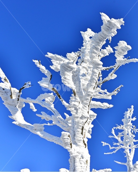 snow,눈,nature,자연,outdoors,옥외,tree,나무,plant,식물,전나무,fir,경치,경관,풍경,무주,덕유산,덕유산설경,설경,겨울,계절,상고대,향적봉,설천봉,중봉