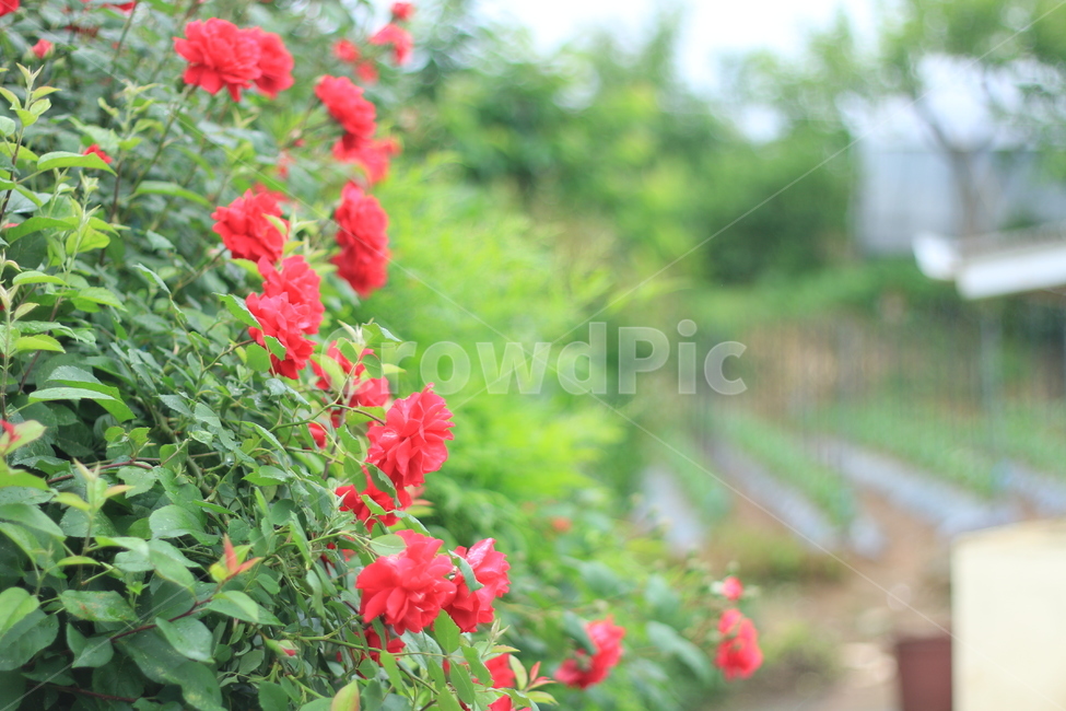 여름,꽃,장미,애증,여왕,식물,자연,plants,nature,꽃,flower