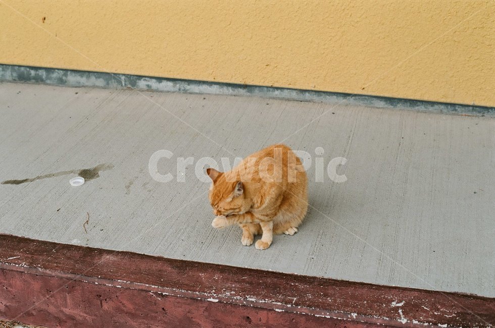 도둑고양이,고양이,새끼고양이,키티,pet,animal,동물,포유류,cat,mammal,동물,animal,포유류,mammal,고양이,cat,kitten,kitty