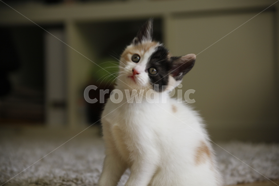 고양이,점박이,아기고양이,러블리,cat,kitty,동물,animal,포유류,mammal,고양이,cat,kitten,kitty