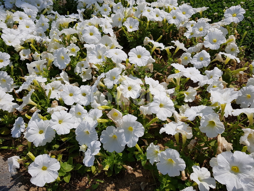 꽃,흰꽃,식물,봄,flower