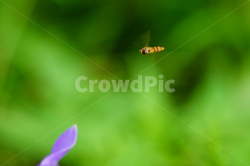 식물,plant,blossom,꽃,flower,도라지,식물,자연,plants,nature,꽃,flower