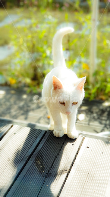cat,whitecat,고양이,마루,풀밭,맑은날씨,햇빛,좋은날