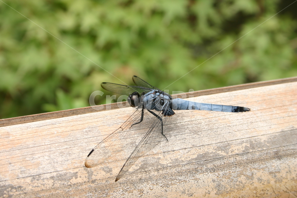 잠자리,dragonfly,곤충,insect,macro,fly,nature,green,bug,leaf,wings,closeup,animal,wildlife,damselfly,closeup,fauna,eyes,blue,summer,detail,insects,grass,garden,wing,wild,close,동물,animal,곤충,벌레,insect,bug