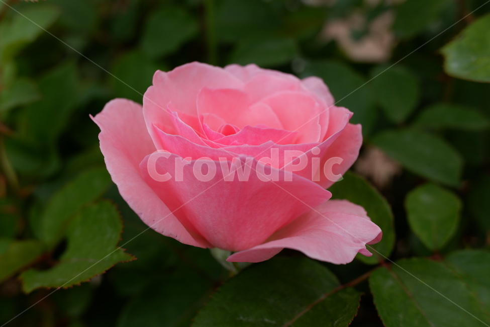 분홍장미,장미,꽃,rose,flower,pink,분홍,핑크
