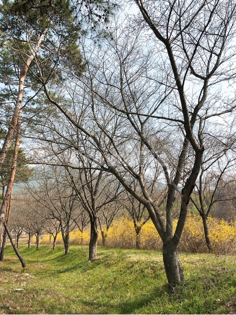 노란꽃,노란길,식물,꽃,꽃놀이,꽃길