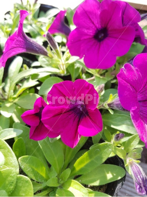 나팔꽃,꽃,자연,힐링,morningglory