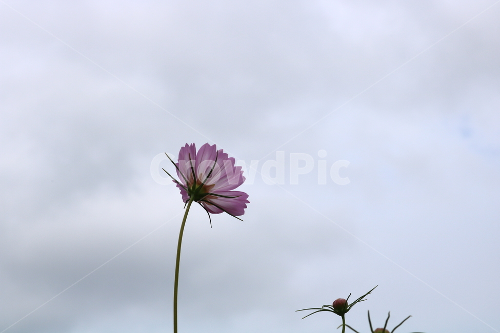 꽃,코스모스,코스모스꽃,식물,자연,풍경,가을,분홍꽃,국화과,식물,자연,plants,nature,꽃,flower