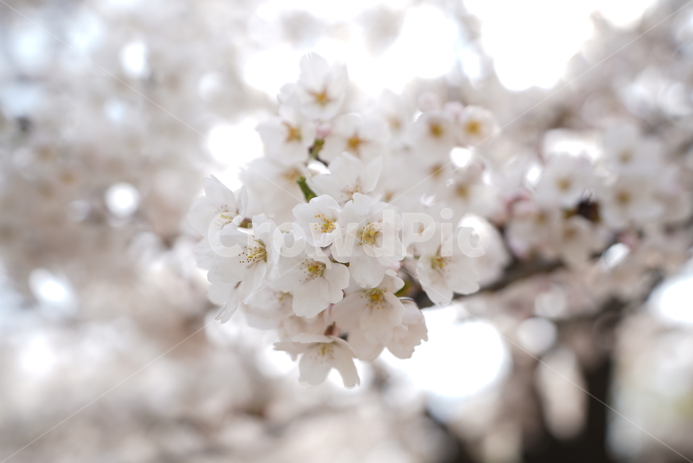 벚꽃,봄꽃,분홍꽃,cherryblossom,개화,벚나무