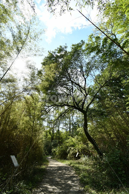 자연,숲길,나무,여름,tree,자연,풍경,nature,landscape,plant,식물