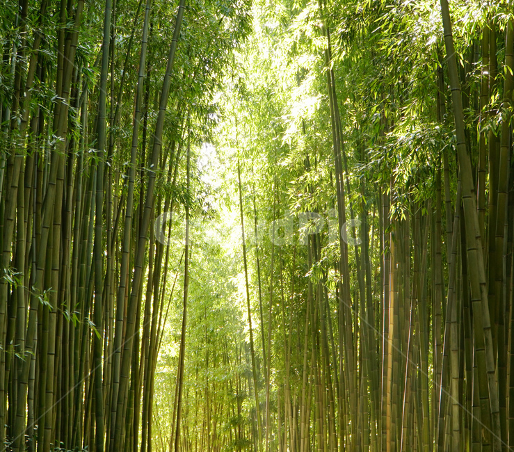 담양대나무,bamboo,대나무길,bambooroad,대나무