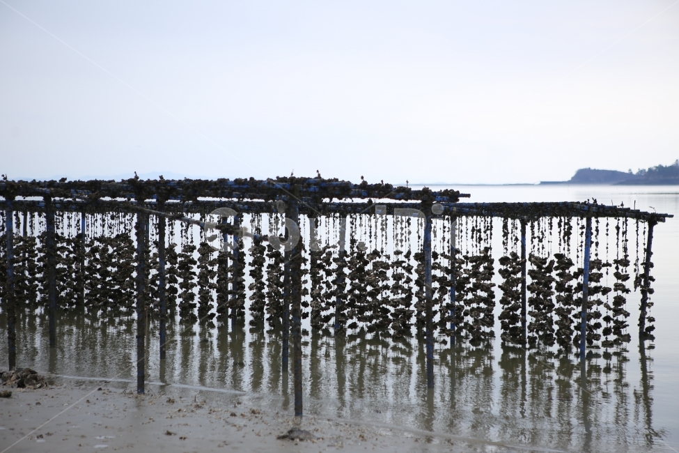 겨울바다,조개양식,양식장,하늘,그림자,자연,풍경,nature,landscape,한국자연풍경,한국자연경관,korea nature landscape,산업,industry,industrial,어업,fishery,fishing industry,water,물,waterfront,워터 프론트,pier,교각,port,포트