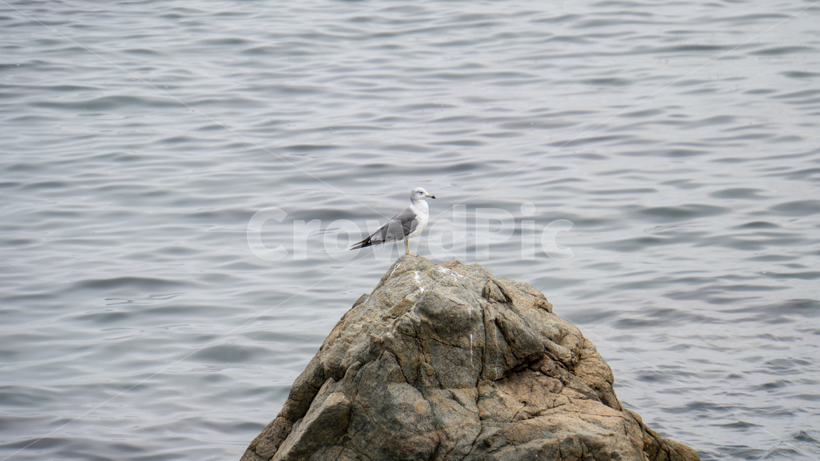 갈매기,바다,바위,항구,어촌,날씨,파도,seagull,sea,animal,동물,bird,새,동물,animal,조류,새,birds
