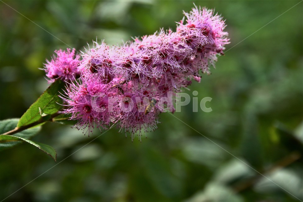 가로무늬꽃등에,꽃등에과,곤충,야생곤충,자연,식물,자연,plants,nature,꽃,flower