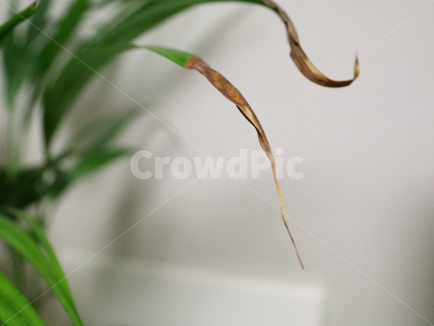 plant,식물,화초,초록,녹색,아레카아쟈,테이블야자,실내,자연,plants,nature,식물,자연,plants,nature